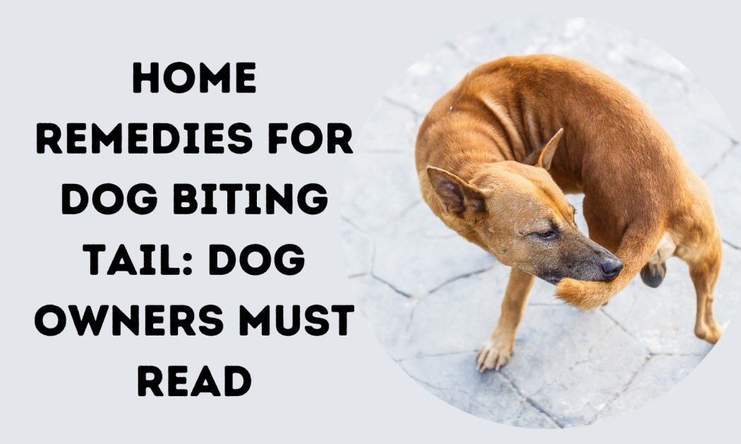 Home Remedies for Dog Biting Tail