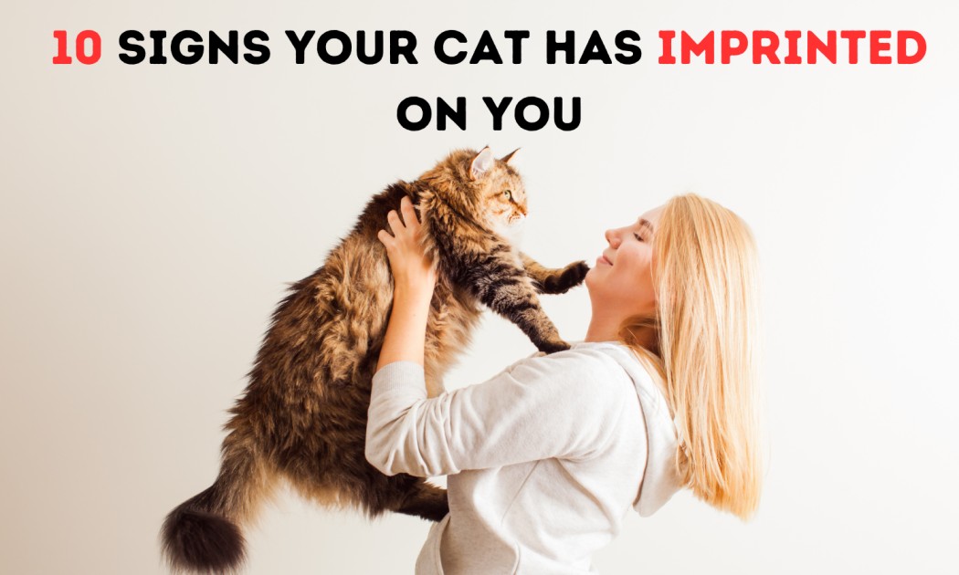 signs your cat has imprinted on you