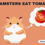 Can Hamsters Eat Tomatoes