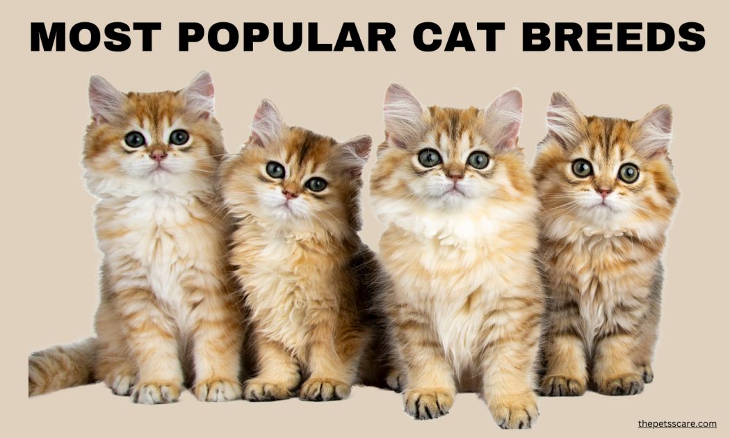 Most Popular Cat Breeds