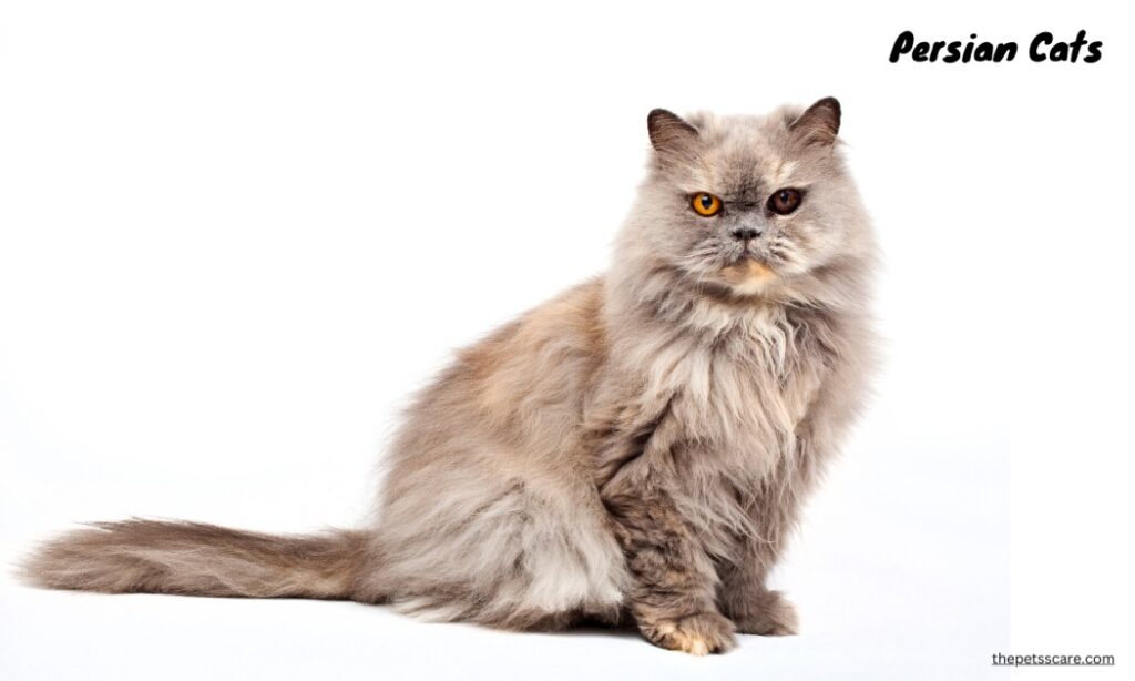 Persian Cats: Luxurious Locks and Sweet
