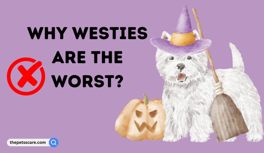 Why Westies Are The Worst