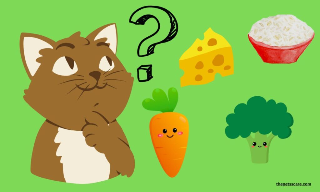 Can Cat Eat Broccoli