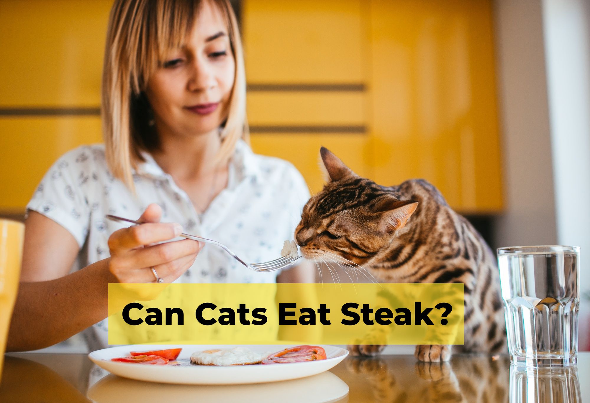 can cats eat steak