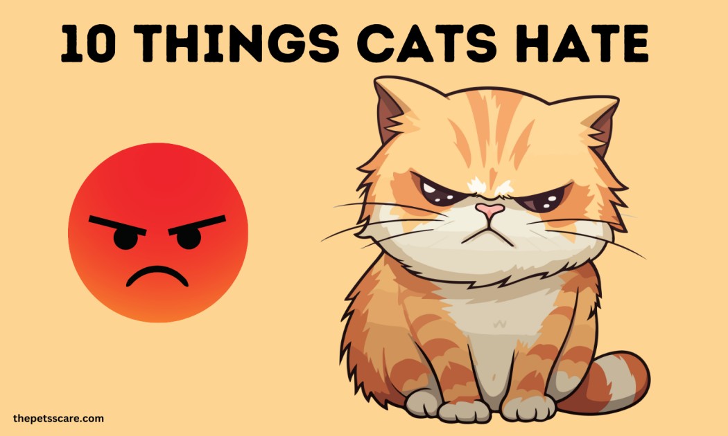 things cats hate