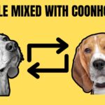 Beagle Mixed With Coonhound